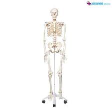 Maybe you would like to learn more about one of these? Gambar Rangka Manusia Arina Gambar