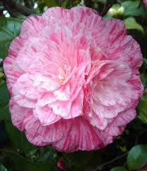 Camellia Japonica Campari With Images Beautiful Pink Flowers Flower Background Iphone Camellia Flower