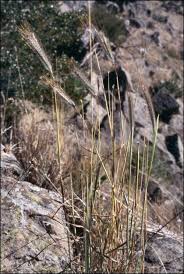 Image result for Dichanthium