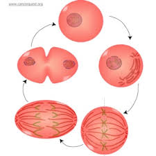 If the nuclear envelope has broken down, a new nuclear envelope forms using the membrane vesicles of the parent cell's old nuclear envelope. The Cell Cycle Cancerquest