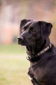 Compare local extermination experts with reviews from your neighbors. Dog Poop Cleanup In Royal Oak Michigan Pet Waste Removal