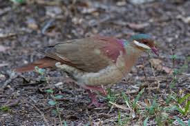 Mokka Mit Schlag Cuba Day 4 822 829 In Parque Nacional Cienaga De Zapata Including The World S Smallest Bird Small Birds Pigeon Breeds Pet Birds
