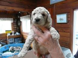 We request that all initial inquires 1. Oregon Live Puppies Goldendoodle