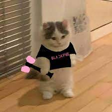 Multiple sizes available for all screen sizes. Small Cat Meme Blackpink Version Cat Memes Cat Icon Cat Stands