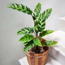 Jual bunga hias hidup spathiphyllum (peace lily) tanaman. Tanaman Hias Bunga Hias Hidup Tanaman Hias Bunga Indoor Tanaman Hias Bunga Chalathea Bulu Ayam New Lazada Indonesia