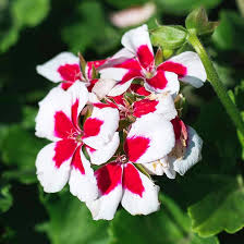 Image result for Pelargonium