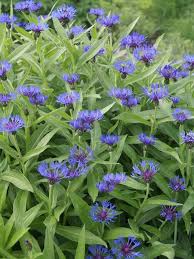Image result for Centaurea praecox