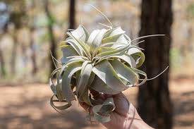 Image result for Xerophyta argentea