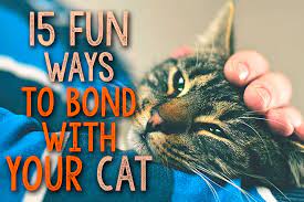 Pick a certain time of the day for feeding and stick to it — your cat will quickly learn the schedule. 15 Fun Ways To Bond With Your Cat The Catington Post