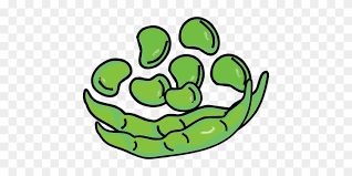 48+ lima bean coloring page png. Lima Bean Plant Life Cycle Clipart Bean Clipart Free Transparent Png Clipart Images Download