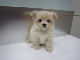 The maltipom will be highly intelligent and friendly. Pin On Animals
