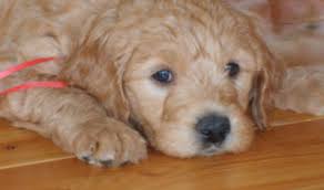 Check spelling or type a new query. Breeders Washington