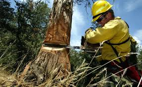 Tree Lopping Services in Brisbane Southside: Removing Dead Trees - NCR Trees