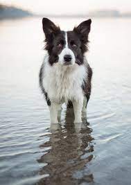 Pin By Estefania Alazard On Man S Best Friend Collie Dog Herding Dogs Border Collie