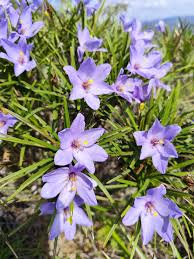 Image result for Velloziaceae