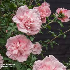 Image result for Hibiscus syriacus ´Pink Chiffon