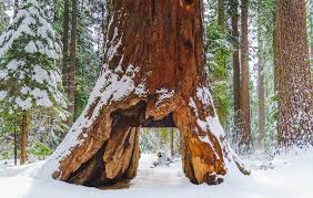 We did not find results for: Beruhmter Mammutbaum In Kalifornien Bei Unwetter Umgekippt Proplanta De