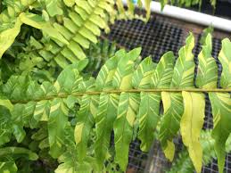 Image result for Nephrolepis