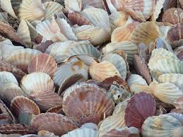 Port En Bessin Coquilles The Good Place Around The Worlds Seaside