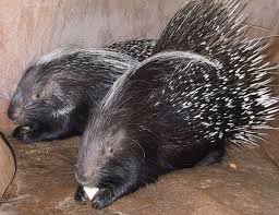 The modern domesticated cat is descended from some of the fastest animals on the planet. African Crested Porcupine Utah S Hogle Zoo