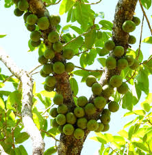 Image result for Ficus sansibarica