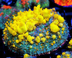 California wtb wtb powerball bounce mushroom and uc amazeball goniopora. Powerball Bounce Mushroom Pennsylvania Powerball Bounce Mushroom Reef2reef Saltwater And Reef Aquarium Forum About 10 Of These Are Inflatable Bouncer Len Guffey