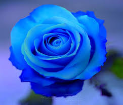 Rare Blue Rose Blue Roses Are A Modern Invention That Has Taken Place Through Cross Breeding And Scie Blue Rose Meaning Beautiful Rose Flowers Beautiful Roses