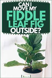 It likes tropical and warm temperate climates to live happily outside. Can I Move My Fiddle Leaf Fig Outside Garden Tabs