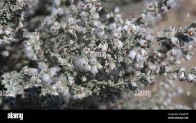 Image result for Eriocephalus racemosus