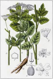 Image result for Pimpinella buchananii