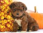 Yorkiepoo Puppies for Sale | Lancaster Puppies