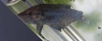 How Do You Know If Your Betta Fish Is Sick Remedies Betta Fish World