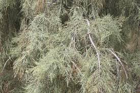 Image result for Tamarix usneoides
