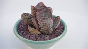Kalanchoe Humilis Desert Surprise Deserts Growing Succulents Surprise
