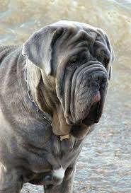 Black And Grey Dog Neapolitan Mastiff Origin Italy Colors Grey Blue Black Mahogany And Tawny Size Extra Large Type Of Owner Exp Rare Dogs Rare Dog Breeds Dog Breeds