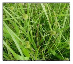 Image result for Kyllinga melanosperma