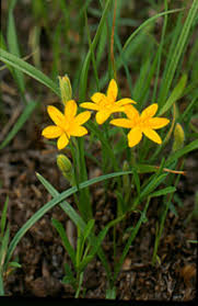 Image result for Hypoxis urceolata