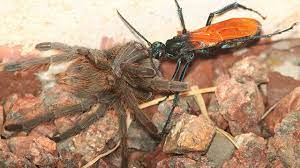 The tarantula hawk is a diurnal creature that spends the day in search of nectar and fermented fruits. Arizona S Creepy Crawlers Tarantula Hawks