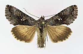 Image result for Syngrapha interrogationis