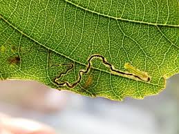 Image result for Stigmella alnetella