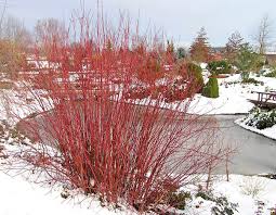 If you are renovating an old. 3 White Flowers Baileyi Red Twig Dogwood Cornus Ser Size Container Shrub Patio Lawn Garden Plants Seeds Bulbs Swl13562 Nl