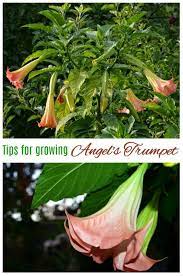 How To Grow Angel S Trumpet Tips For Growing Brugmansia Gardening For Beginners Angel Trumpet Plant Natural Garden