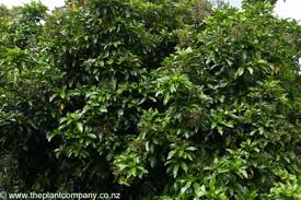 Image result for Pisonia