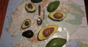 Maybe you would like to learn more about one of these? What Makes These Avocados Different From All Others Travel Smithsonian Magazine