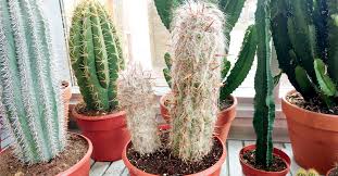 Sobre todo en el invierno, que es la época donde muchos introducen la planta a la casa. Donde Ubicar Los Cactus En La Casa Para Evitar Que Atraigan Energias Negativas Bioguia
