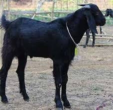 Indian Goat Breeds Information Guide Agri Farming