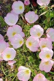 How To Grow Evening Primrose A Triple Duty Plant Gardener S Path Primrose Plant Evening Primrose Flower Evening Primrose