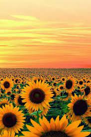 Sunflower Extract Antioxidant Moisturizing Oil High In Phospholipids And Vitamin E A Key Ingredient In Our Dr Beautiful Flowers Sunflower Fields Flower Field