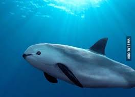 We did not find results for: This Is A Marine Cow Vaquita Marina And It S Endangered 9gag