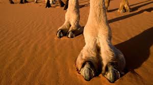 I do admit, i find it a little ridiculous and it looks uncomfortable even. Completely Ridiculous Camel Toe Preventing Products